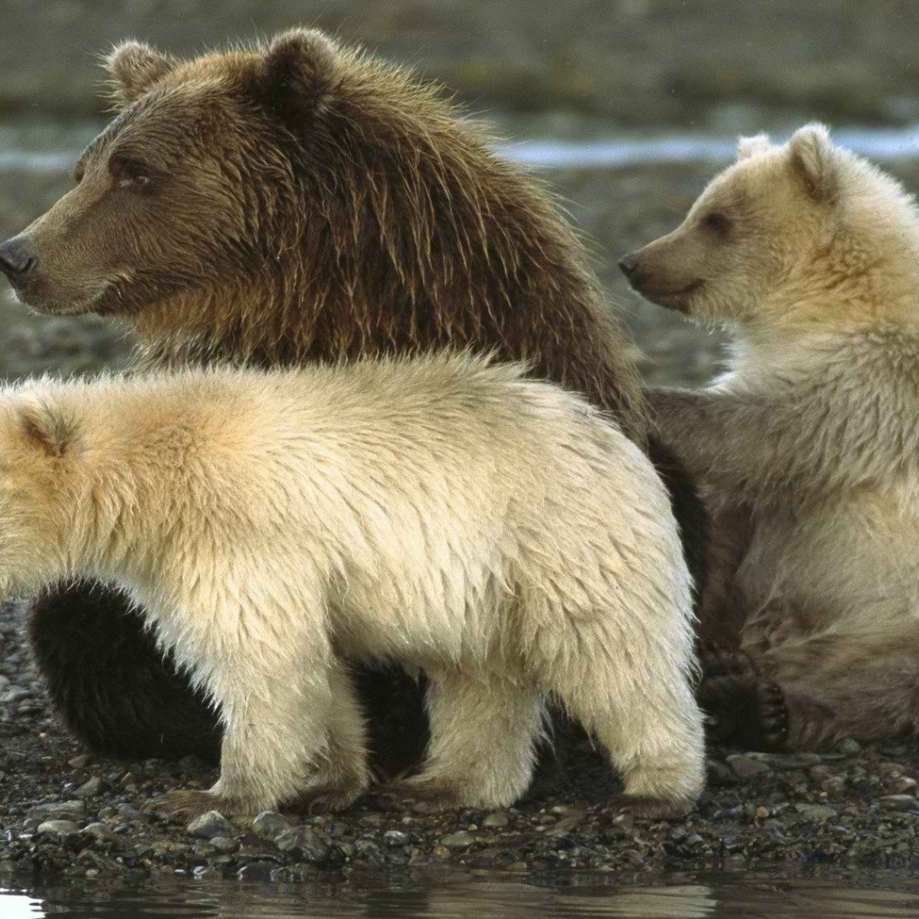 Национальный парк на Аляске