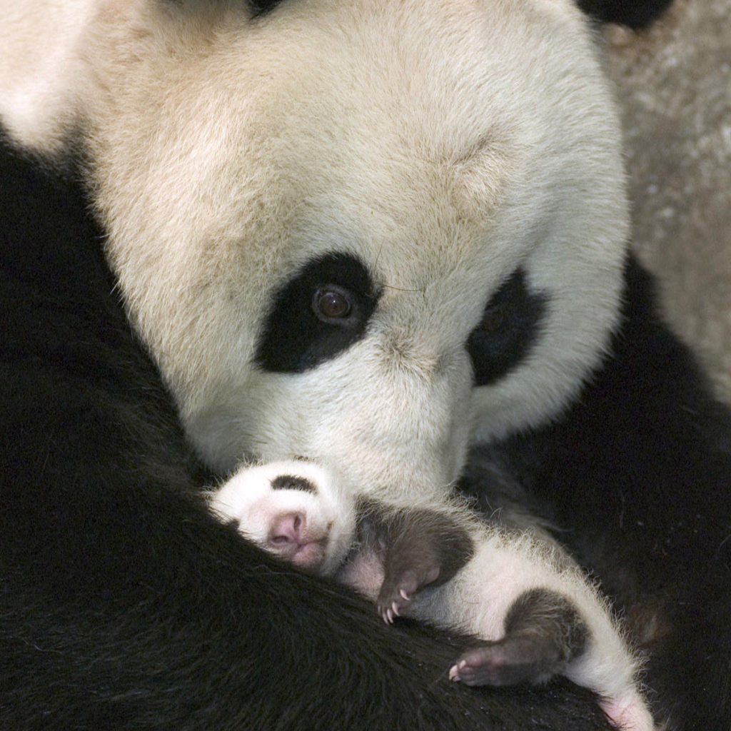 Панда с детенышем