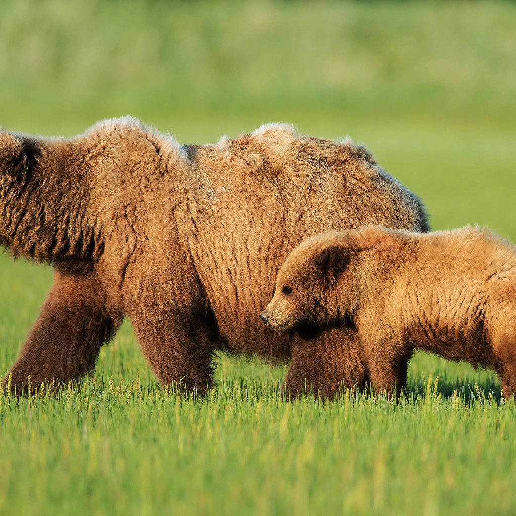 Медведица с медвежонком на зеленой траве