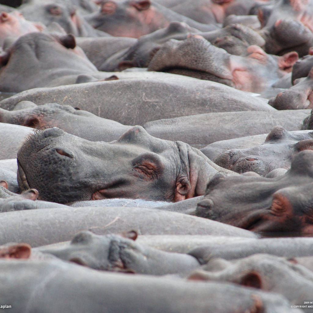 Стадо бегемотов