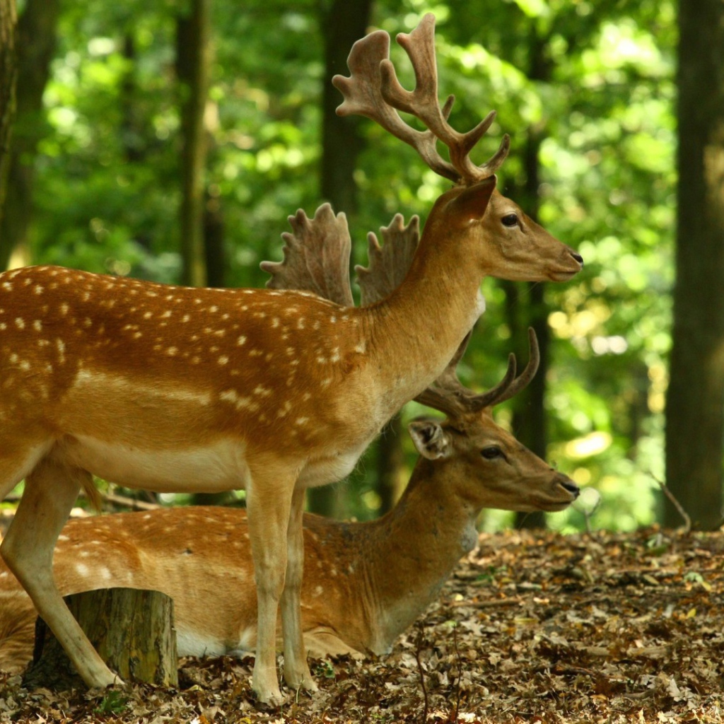 Олени в лесу