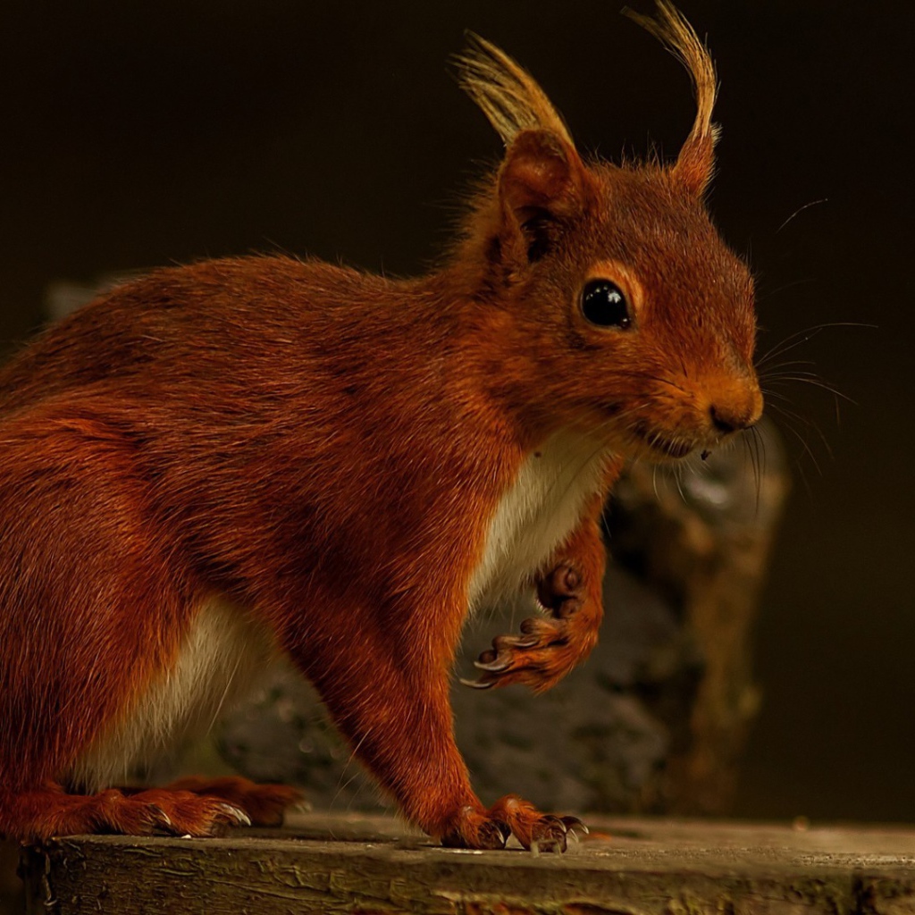 Забавная белка