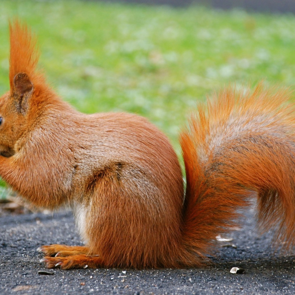 Orange squirrel