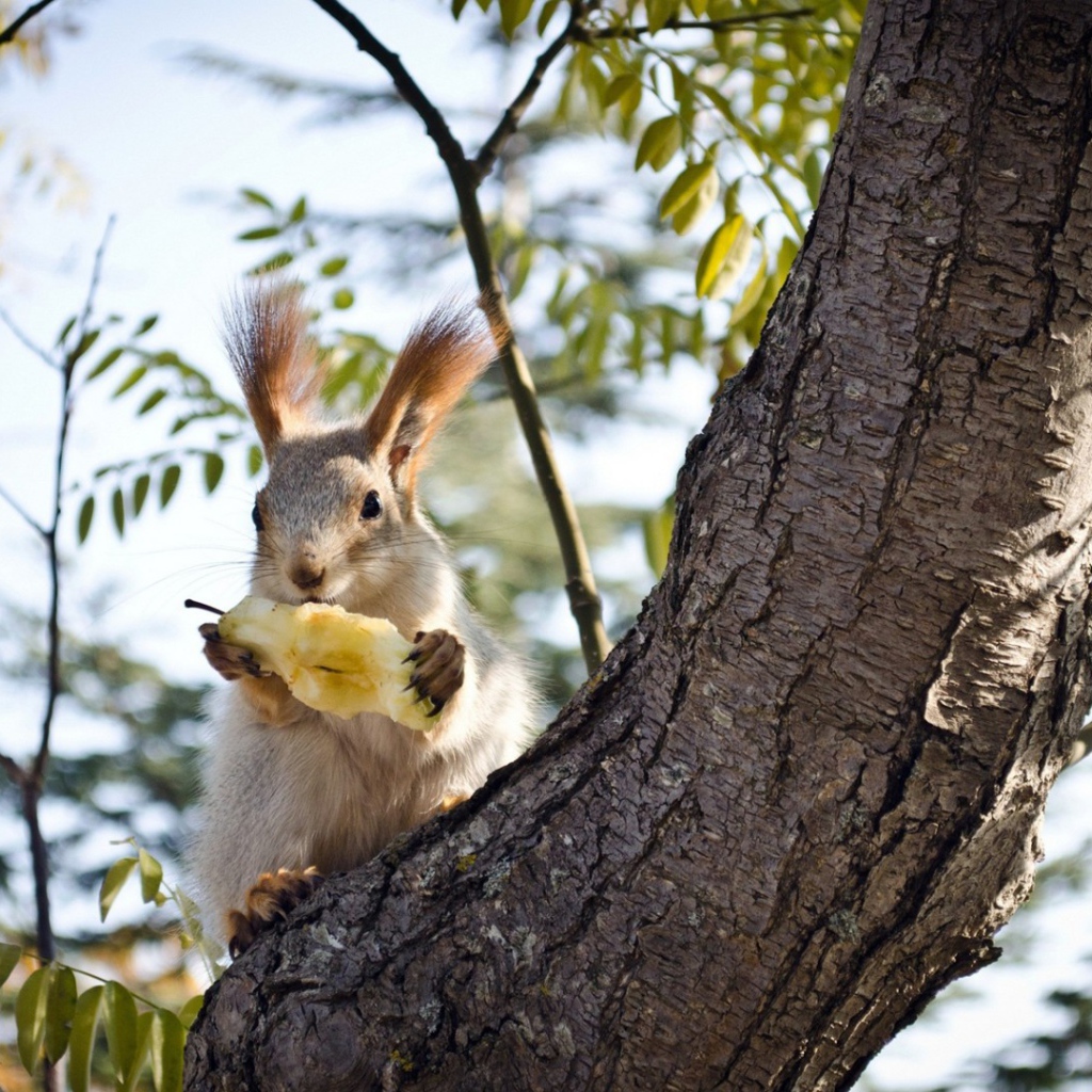 Белочка ест грушу