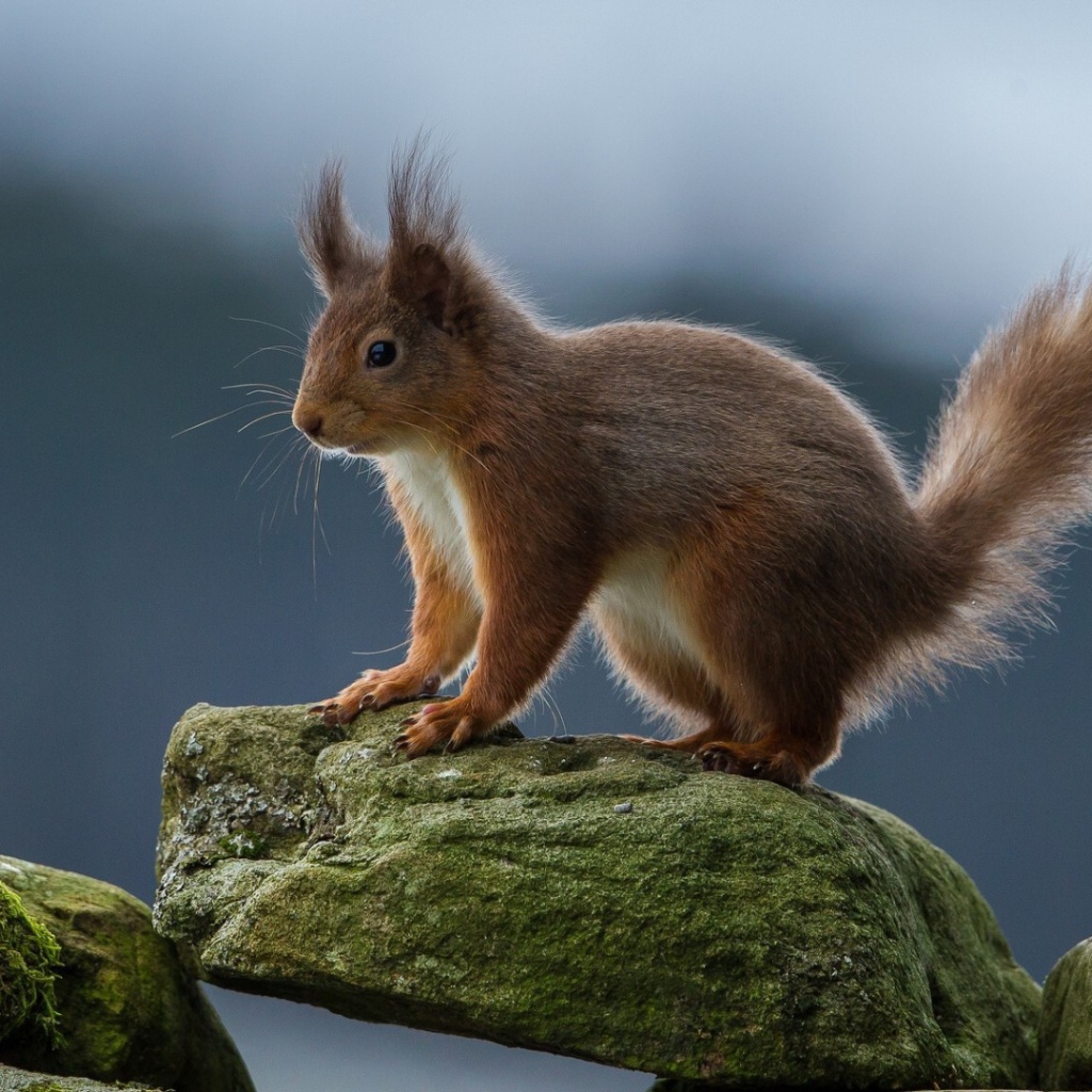 Белка на камне