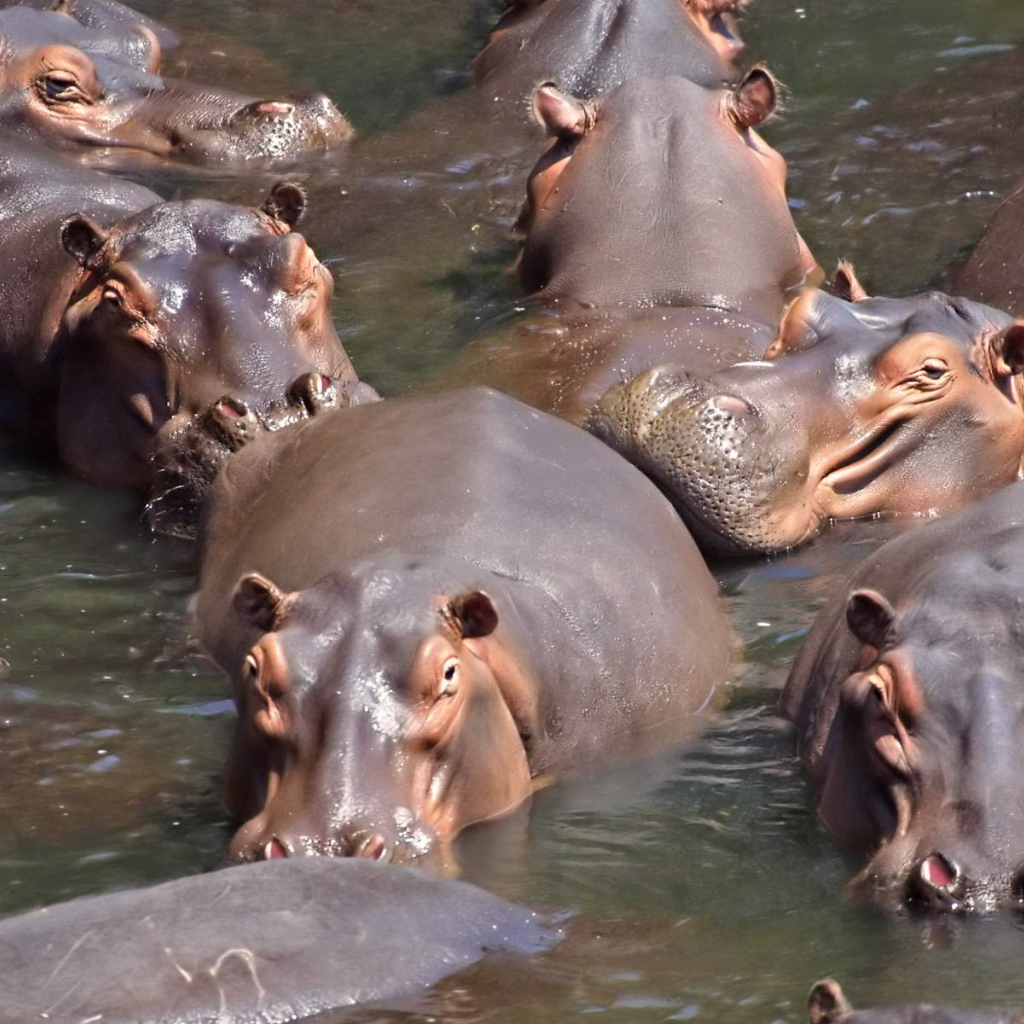 Стадо бегемотов