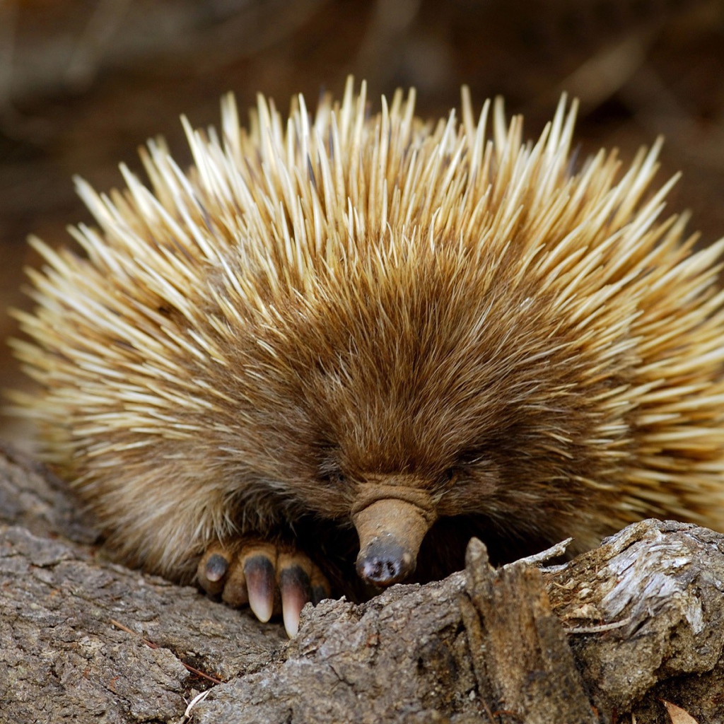 Ехидна из южной Австралии