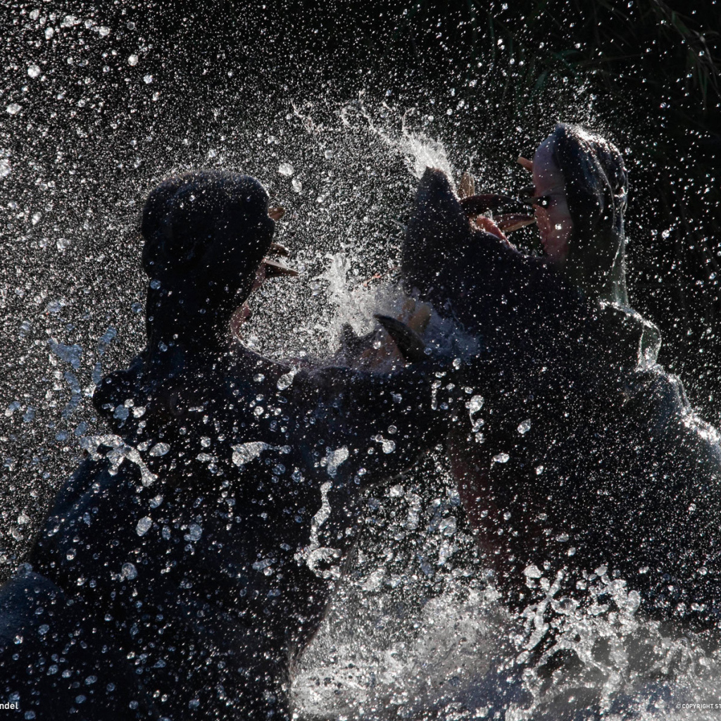 Битва бегемотов