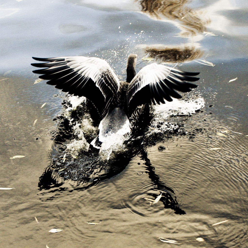 Птица взлетает с воды