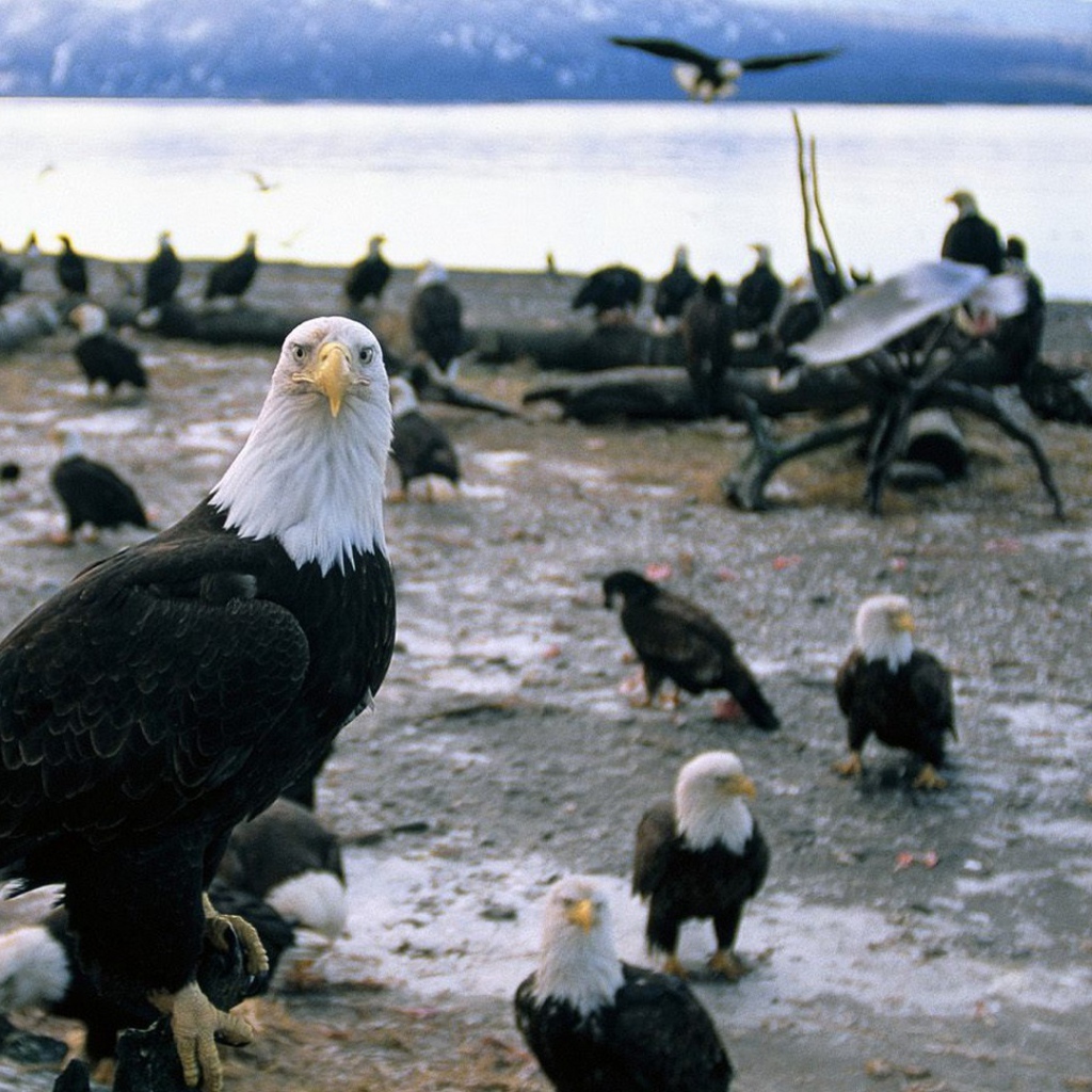 Стая белоголовых орлов