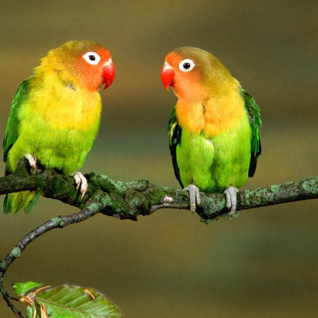 Пара попугаев на ветке