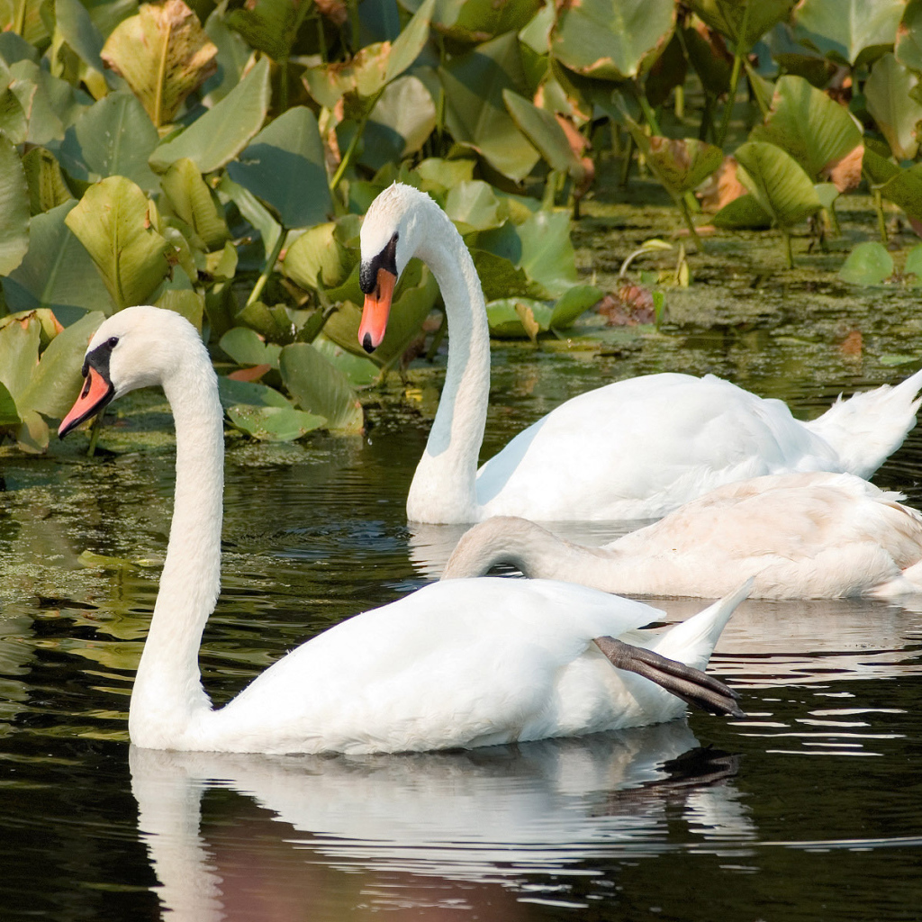 Пара лебедей на реке