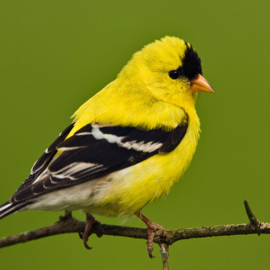 Американский щегол