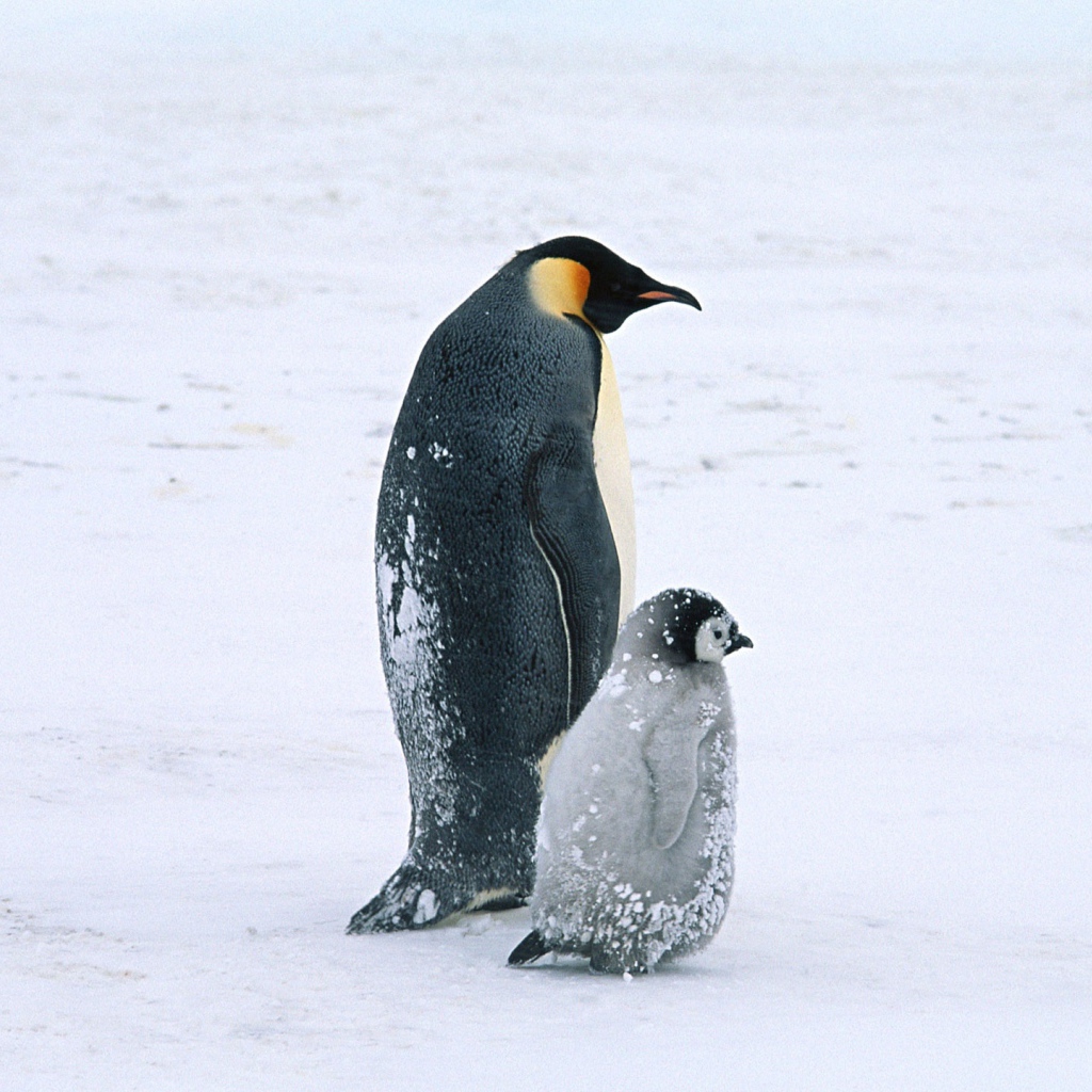 Жизнь арктических пингвинов