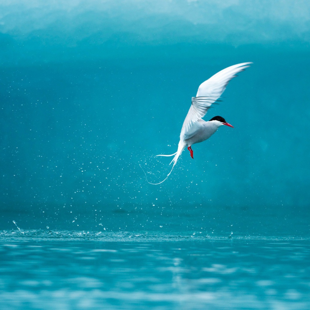 Полярная крачка