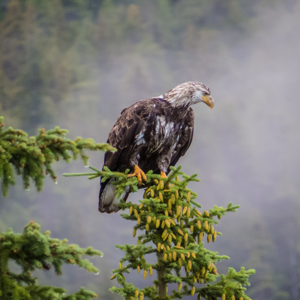 Белоголовый орлан на дереве