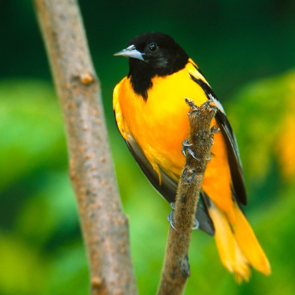 Иволга в Балтиморе