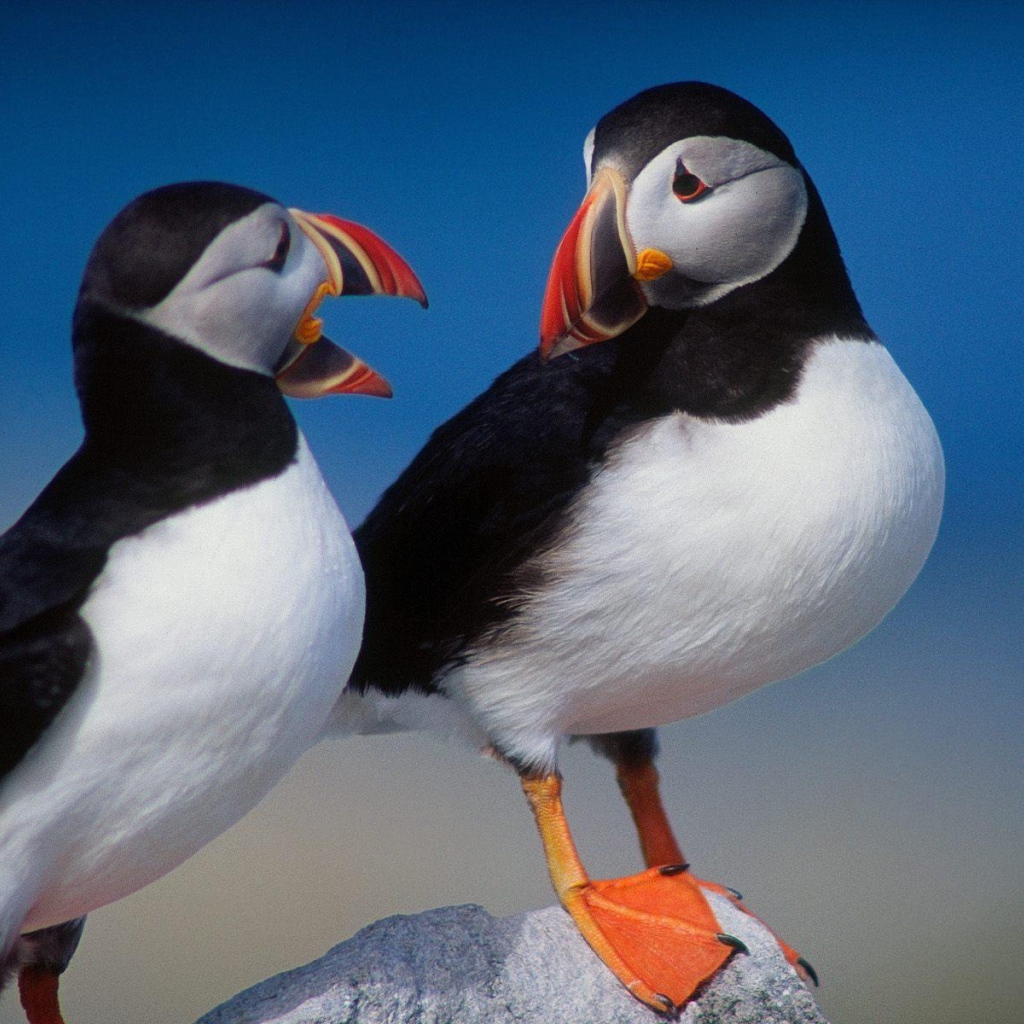 Красивые птички