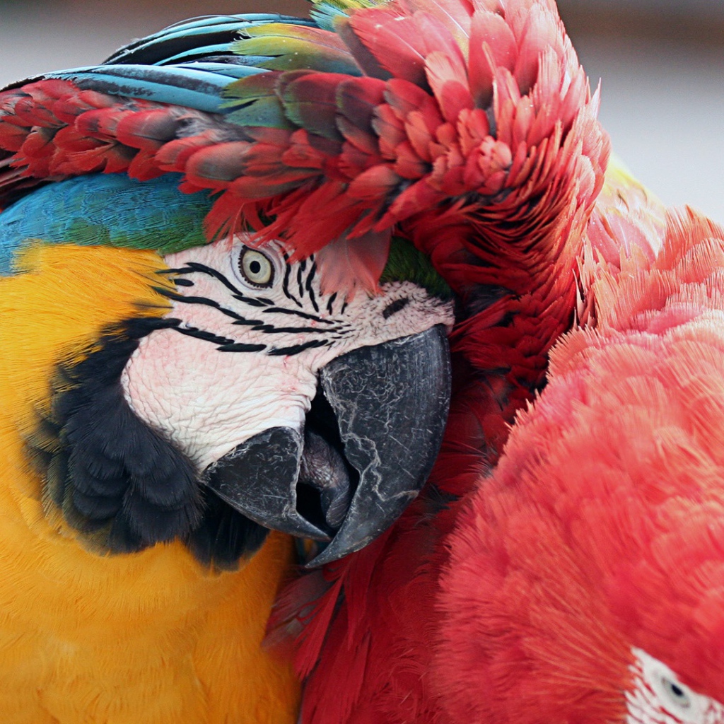 Лучшие друзья