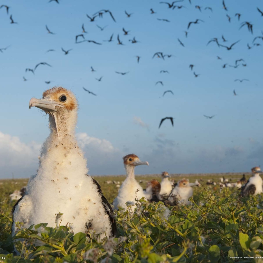 Большие птенцы