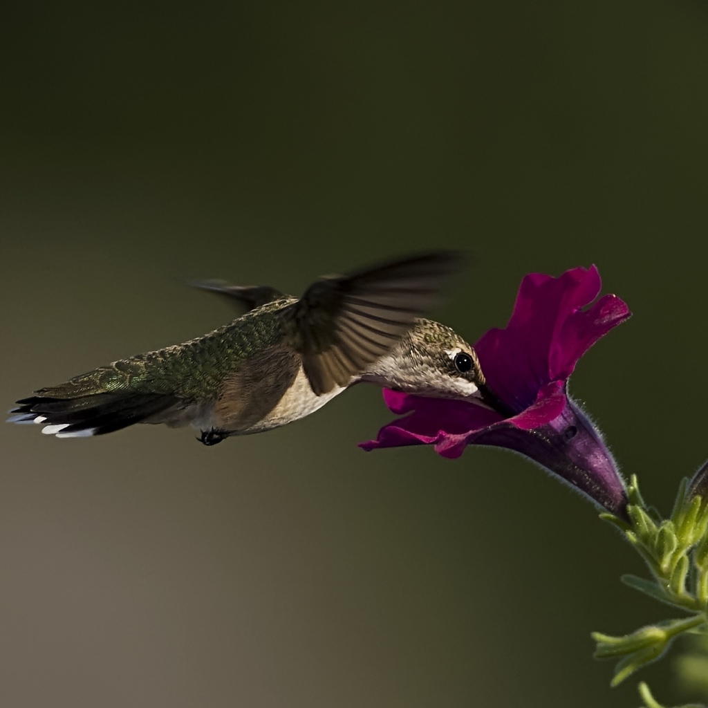 Птица колибри у цветка
