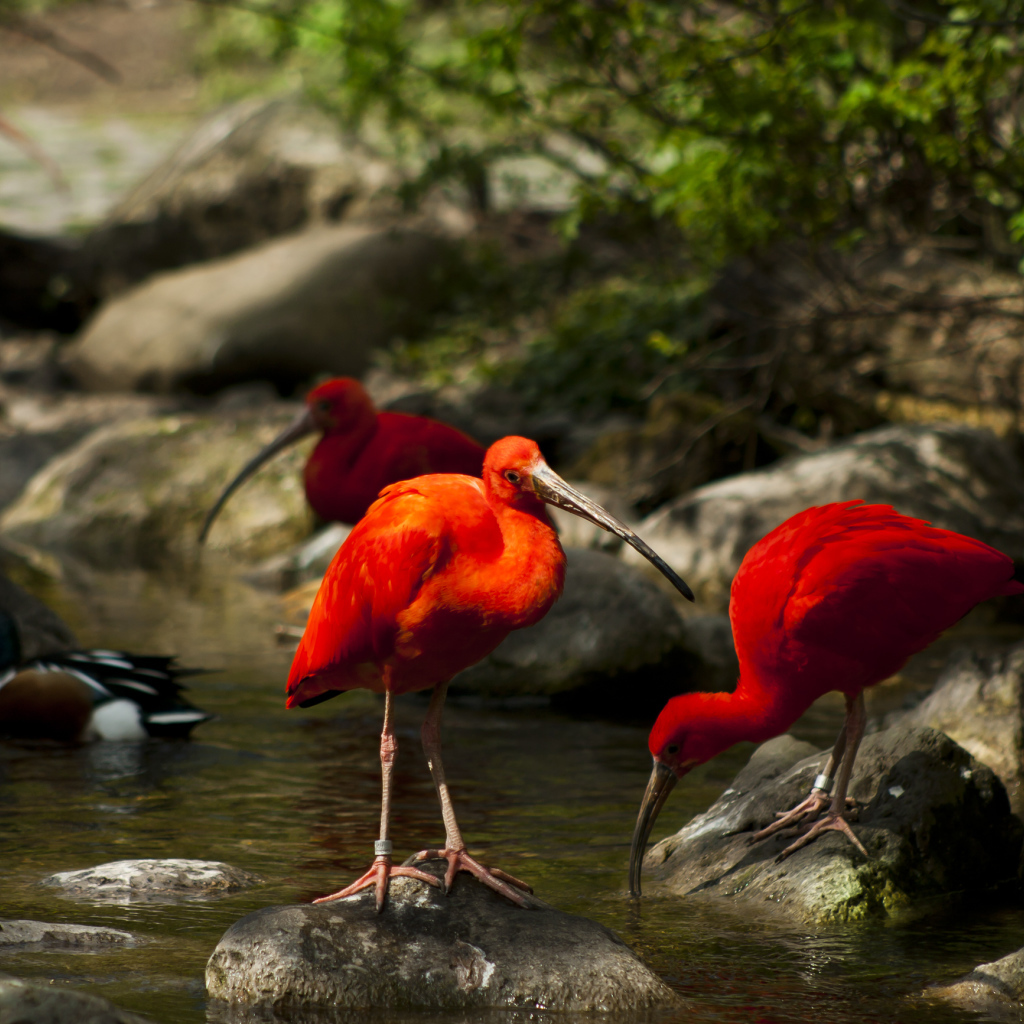 Птицы Ибисы