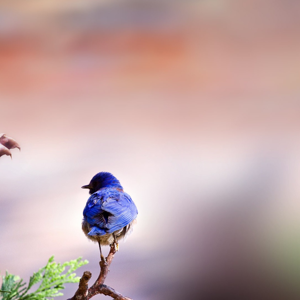 Птичка и змея