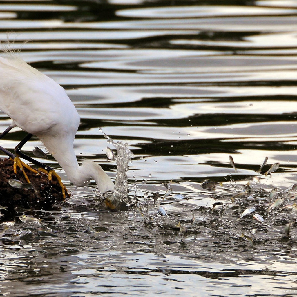 Птица ловит рыбу
