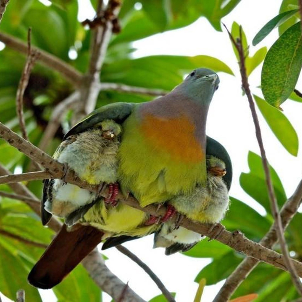 Птица прикрыла птенцов