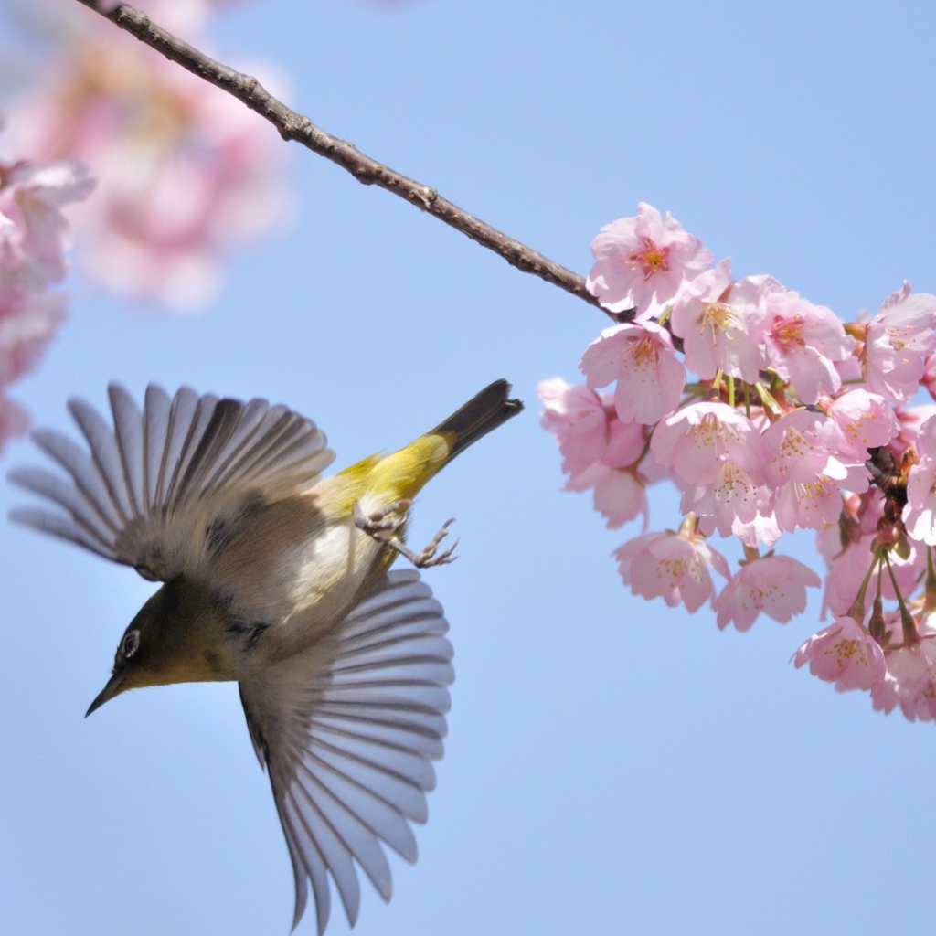 Птица у цветов