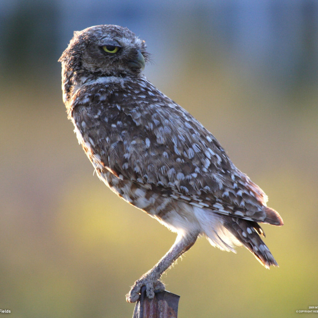 Хищная птица