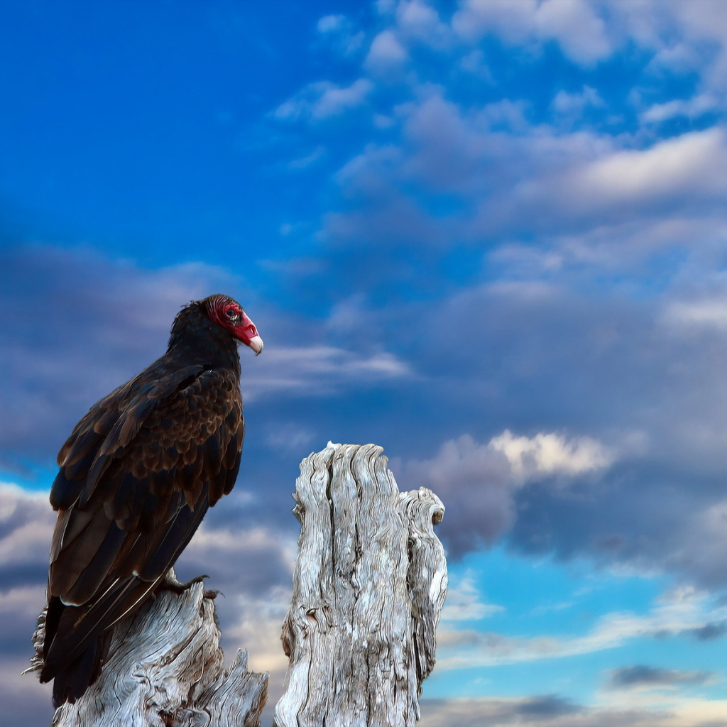 Птица на старом пеньке
