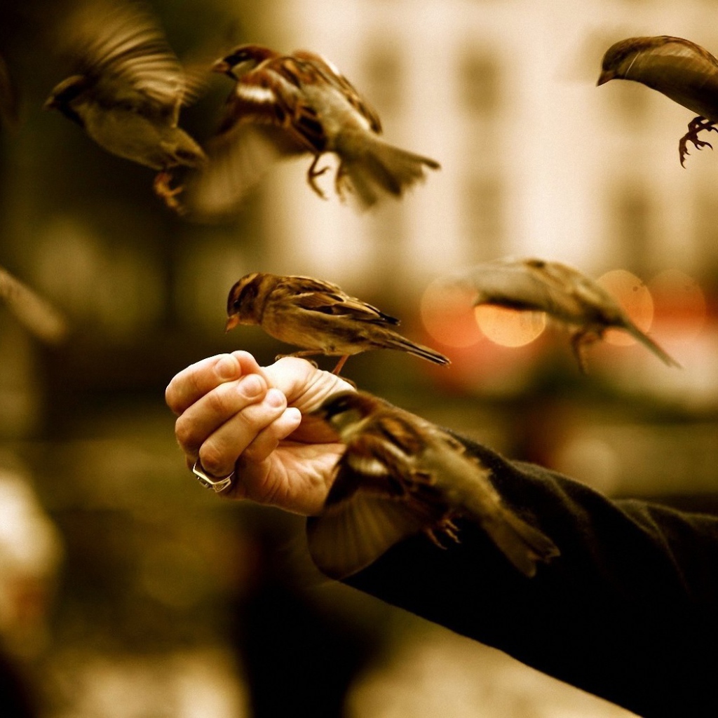 Птицы едят с руки