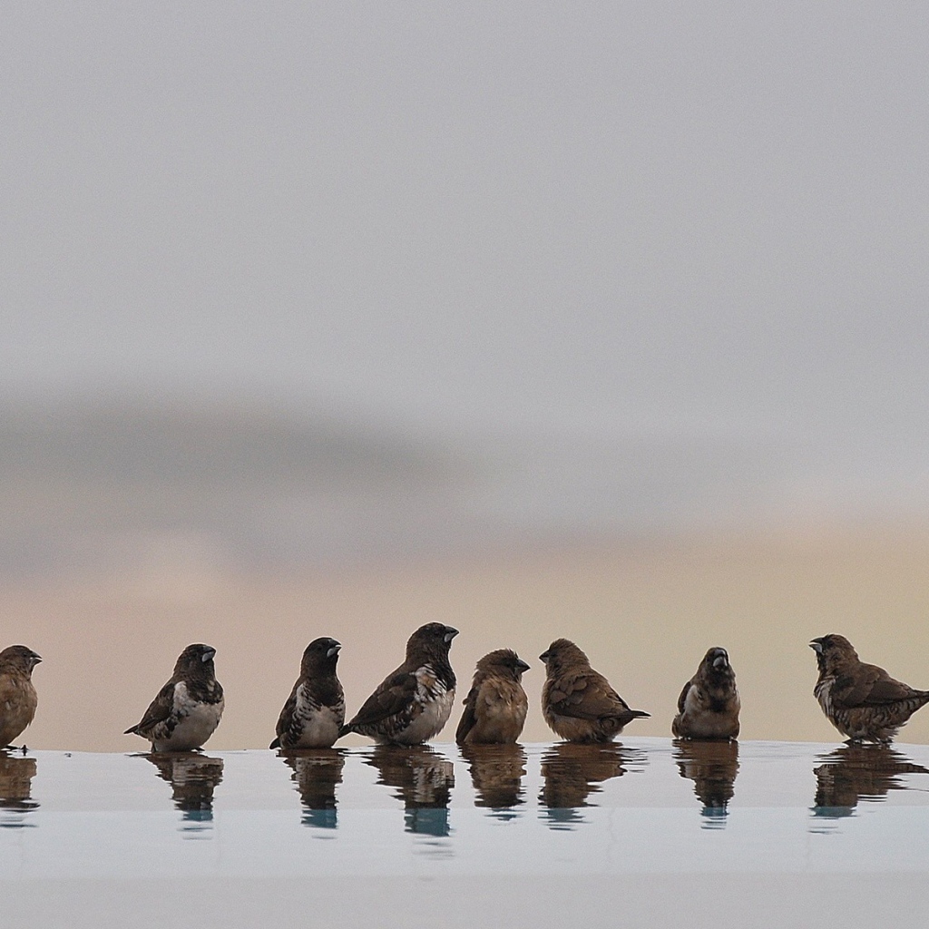 Птицы купаются