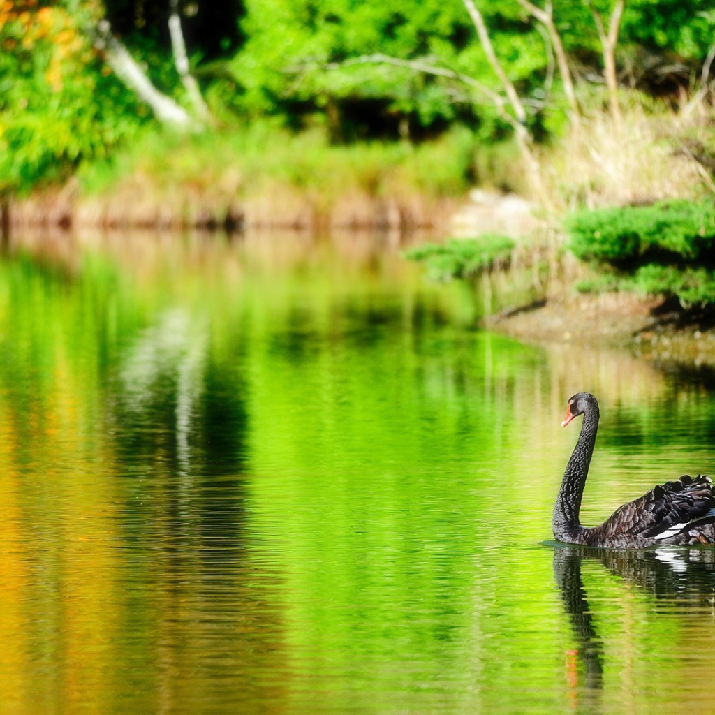 Черный лебедь