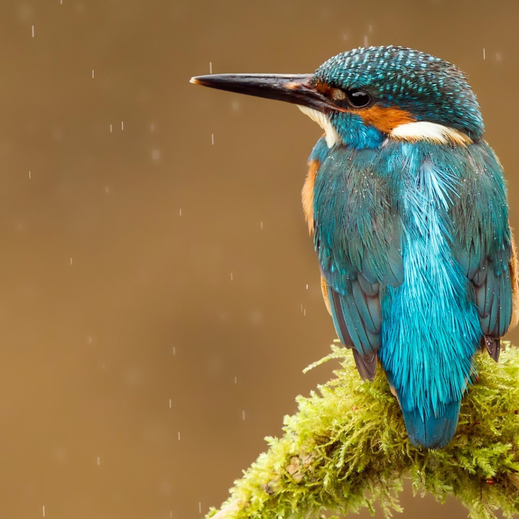 Голубая птичка