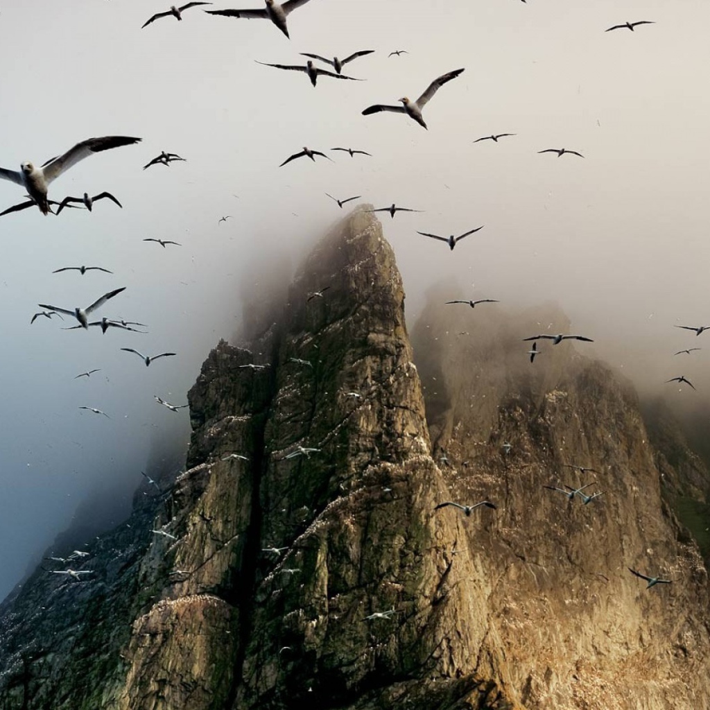 Гнездовье птиц на скалах