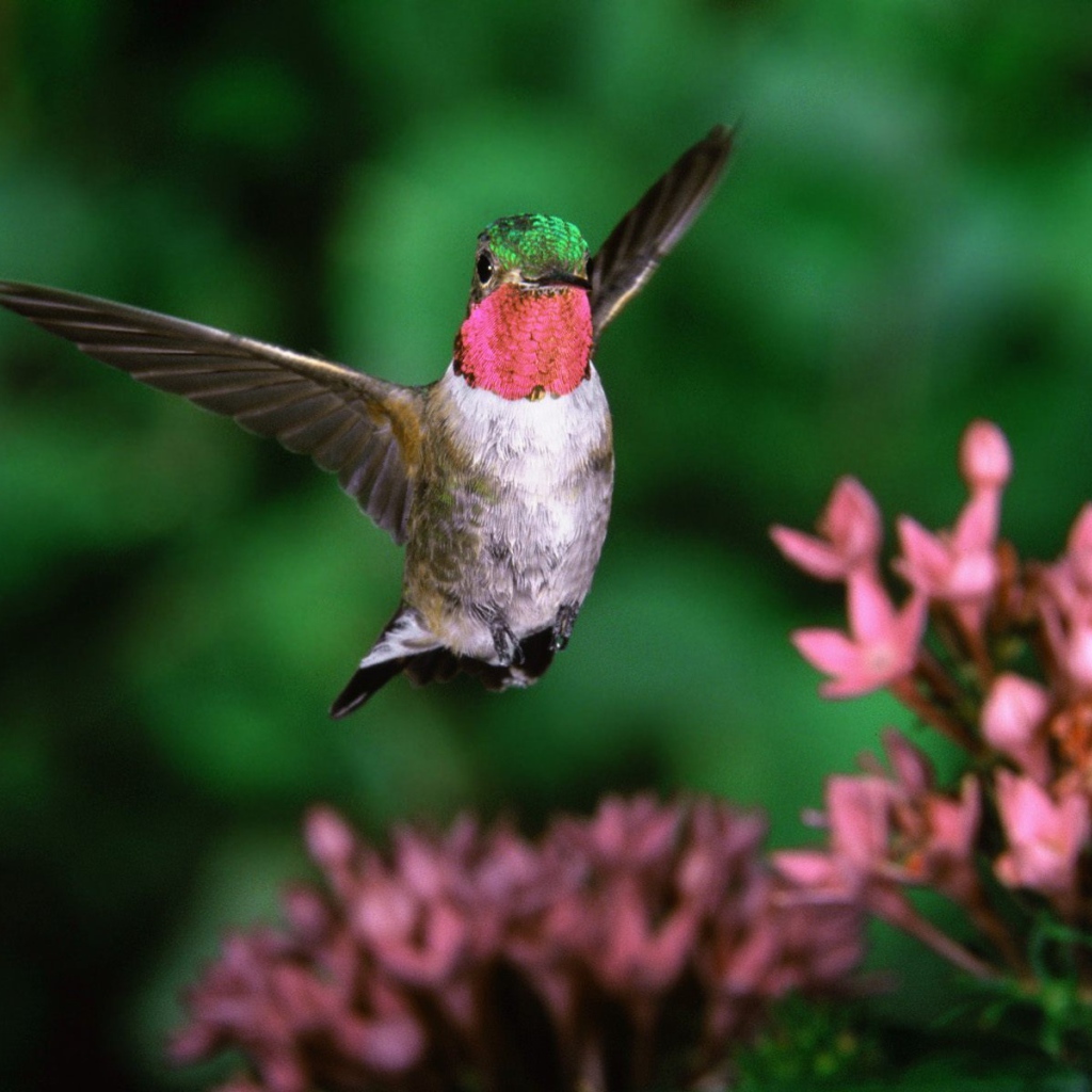 Broadtail humming bird
