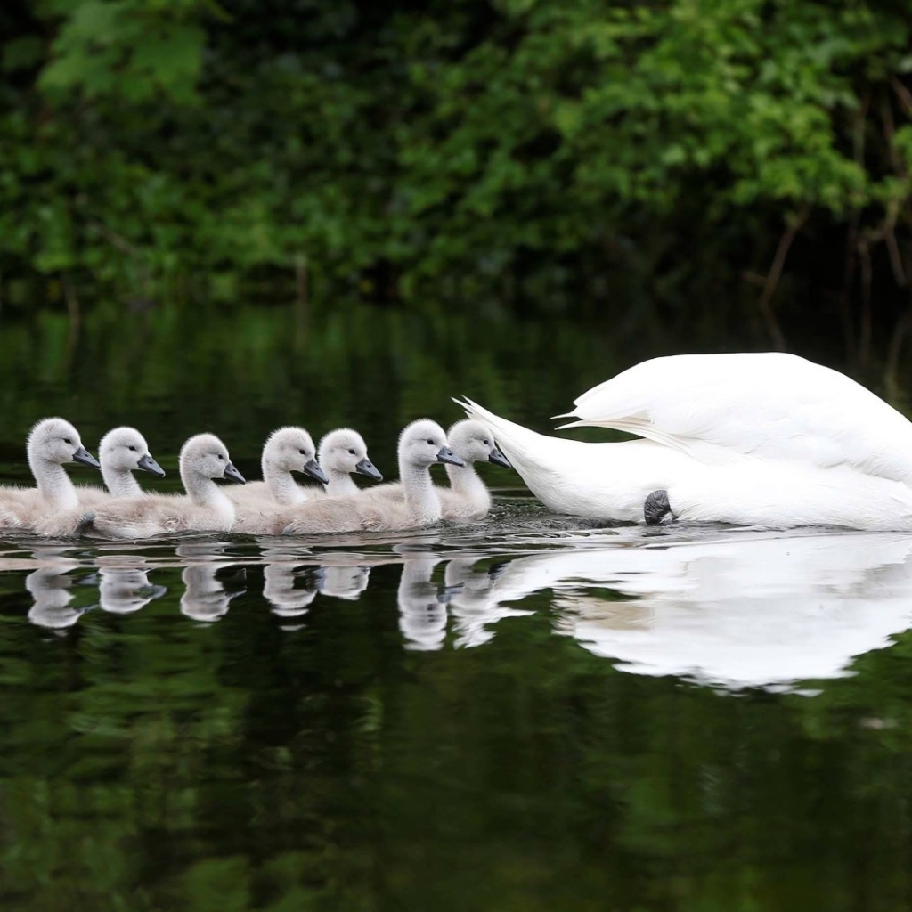 Выводок плывет за мамой