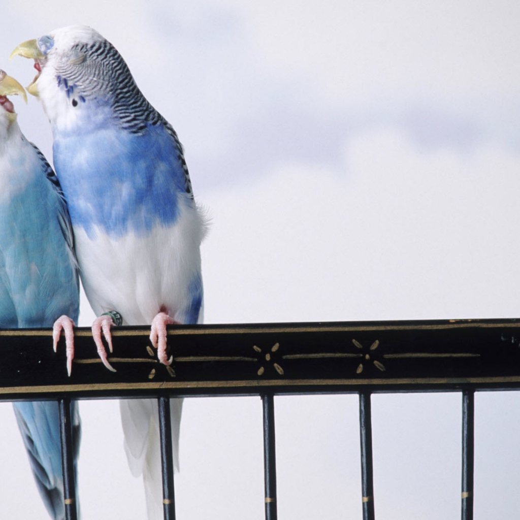 Сварливые попугаи