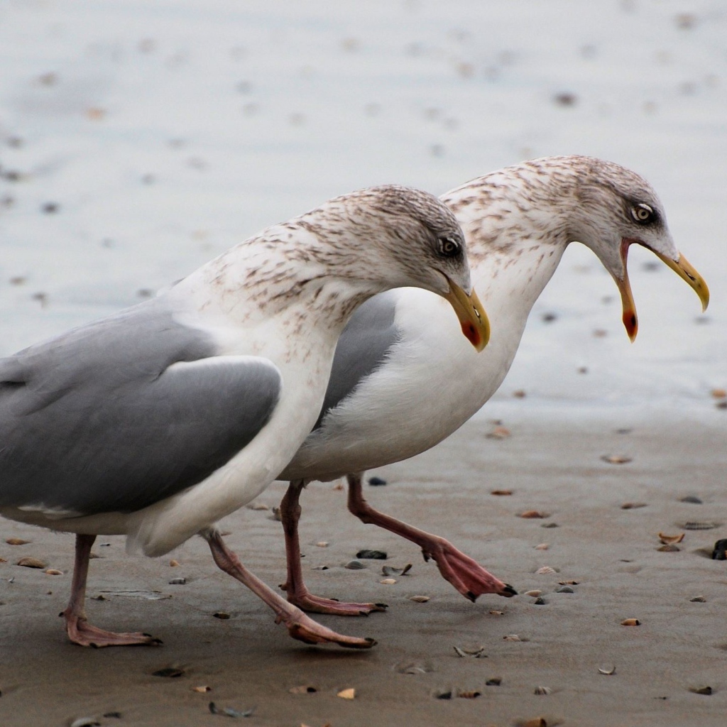Чайки на пляже