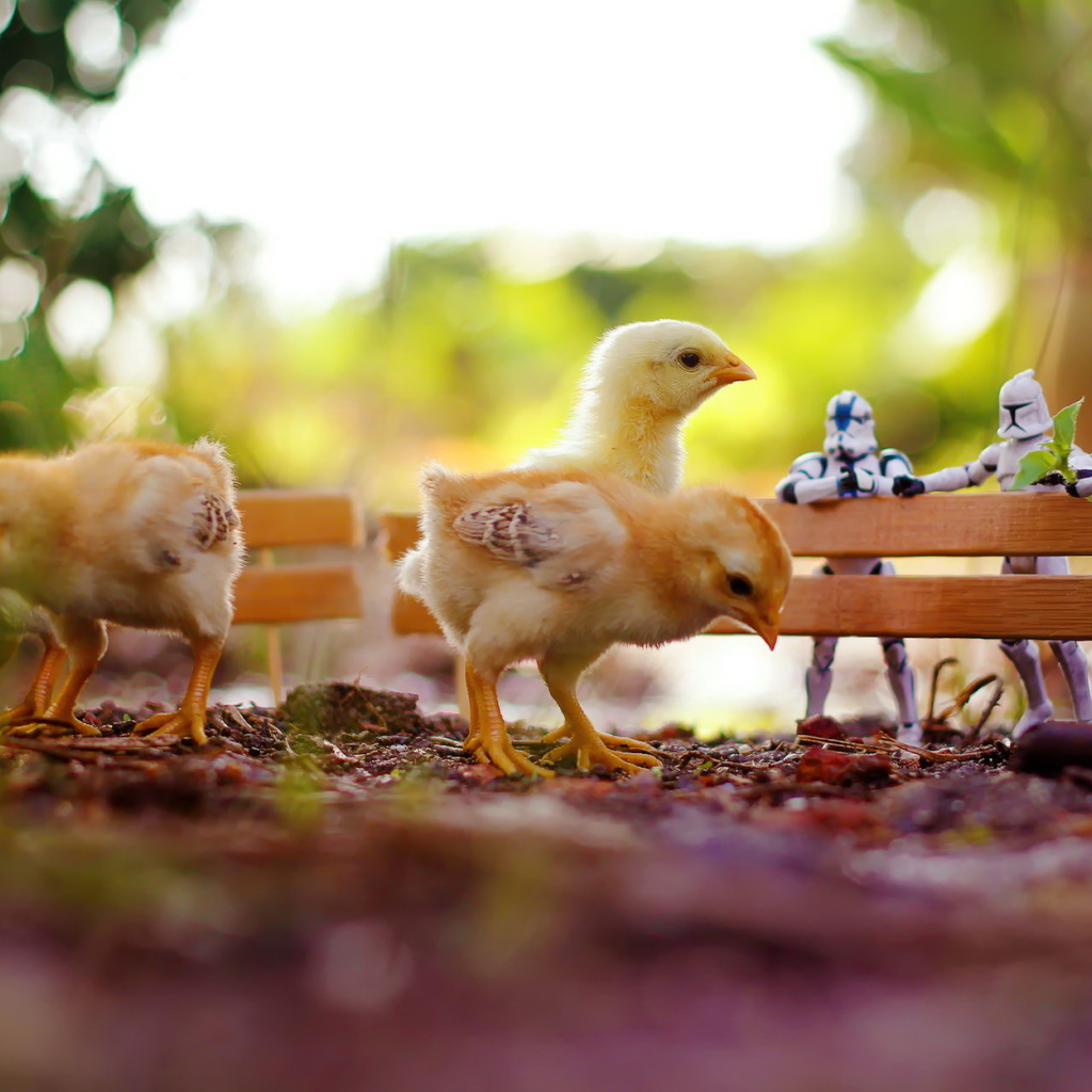 Цыплята на прогулке