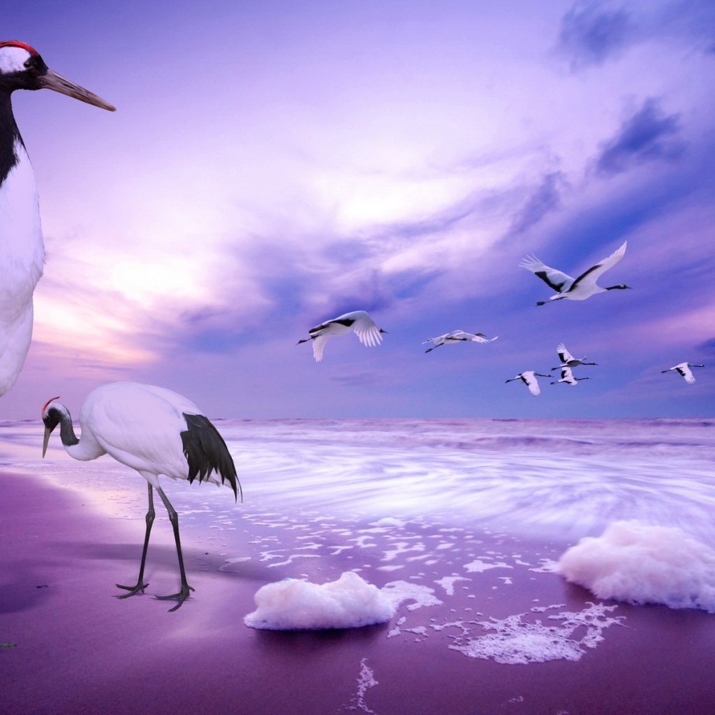 Журавли на пляже