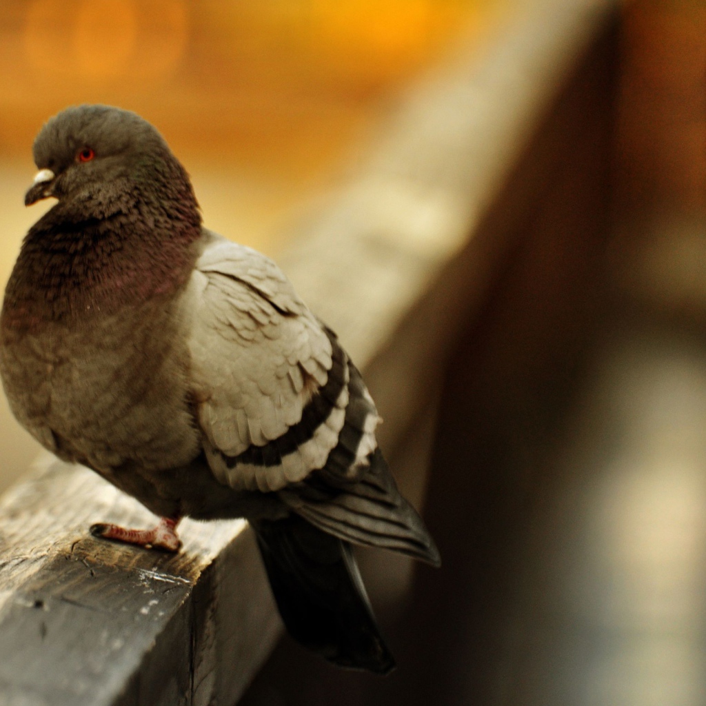 Отчаянная птица