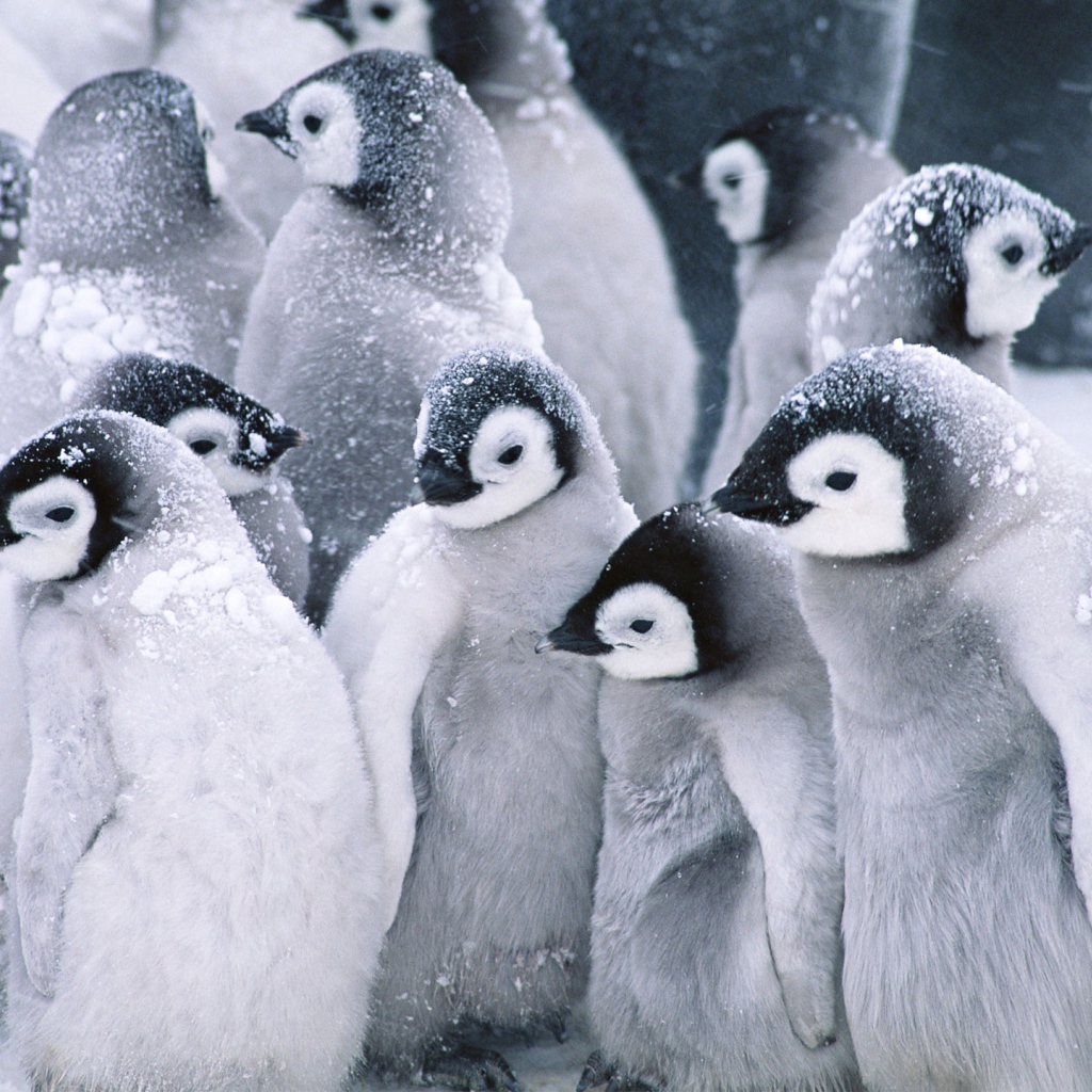 Симпатичные пингвины