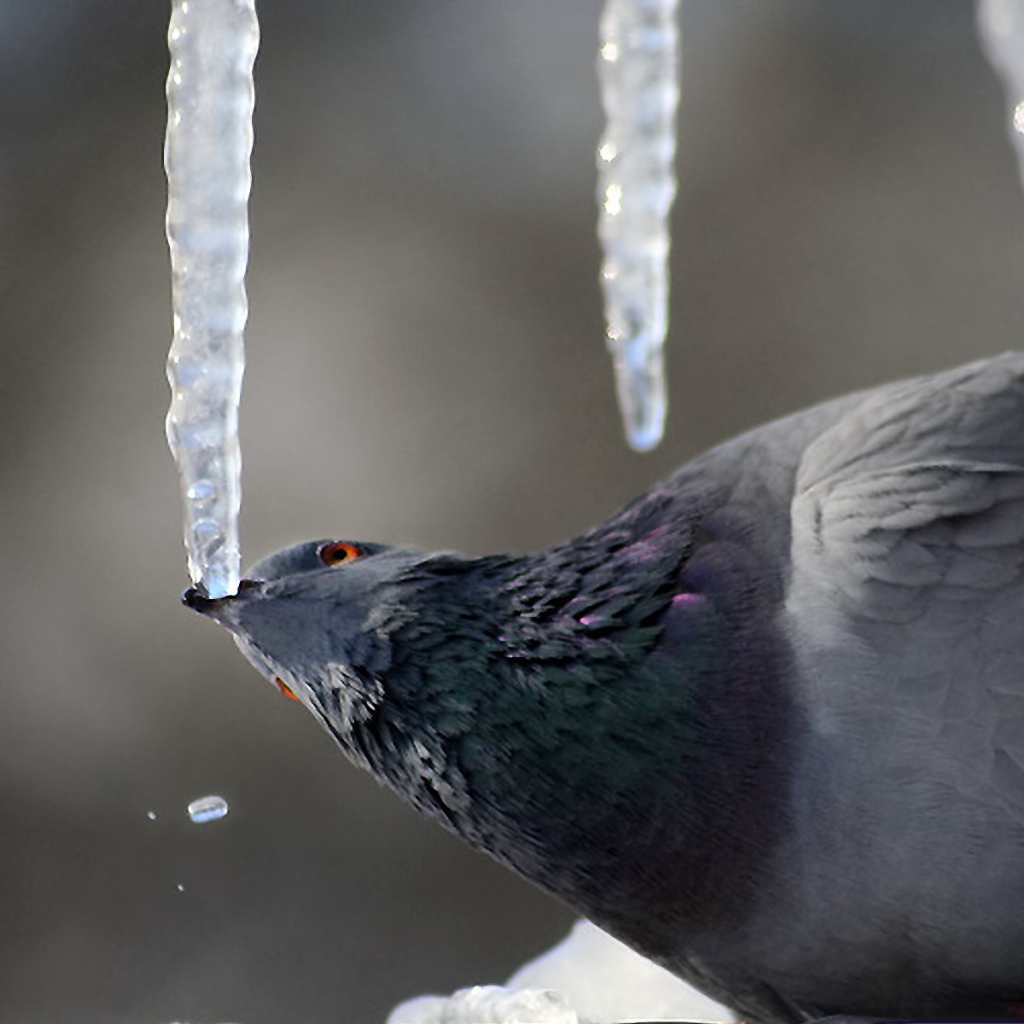 Голубь клюёт сосульку