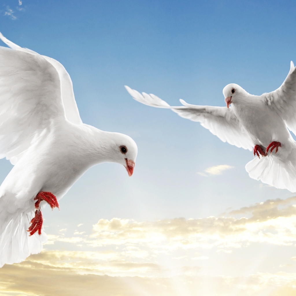 Пара голубей