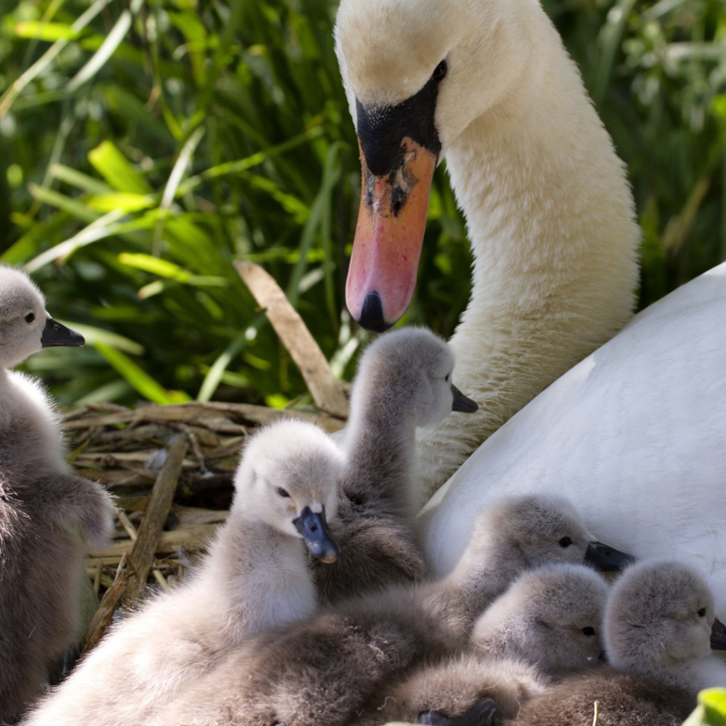 Утка с утятами