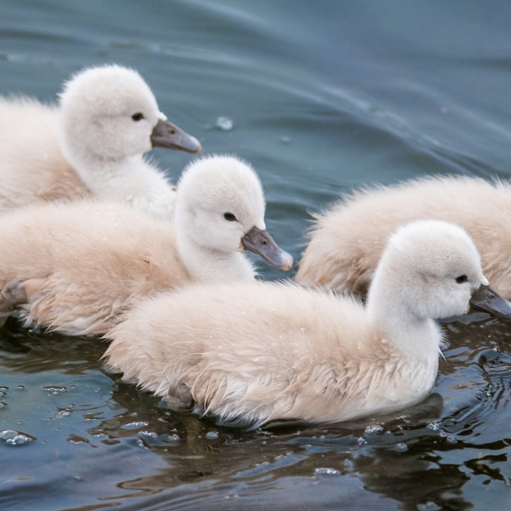 Утята в воде