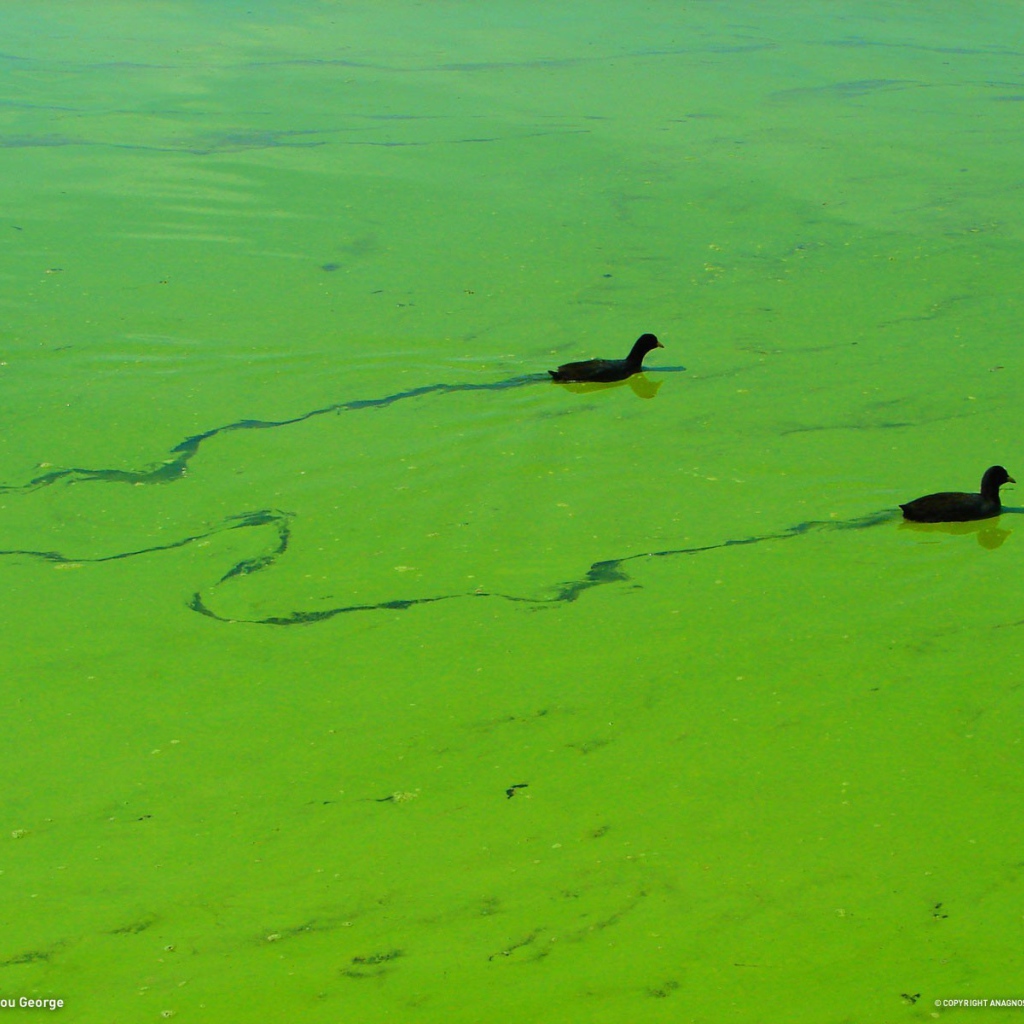 Утки плывут по зеленой тине